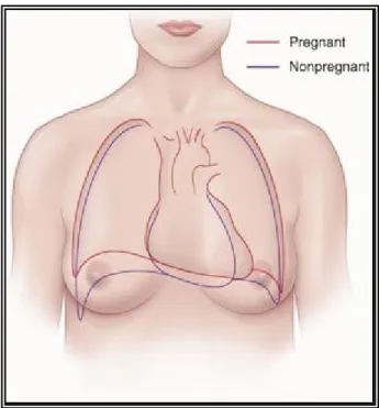 Figure 3. Modifications de la position du cœur pendant la grossesse  
