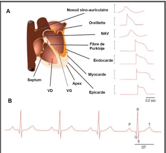 Figure 5.  Activité électrique du myocarde. 