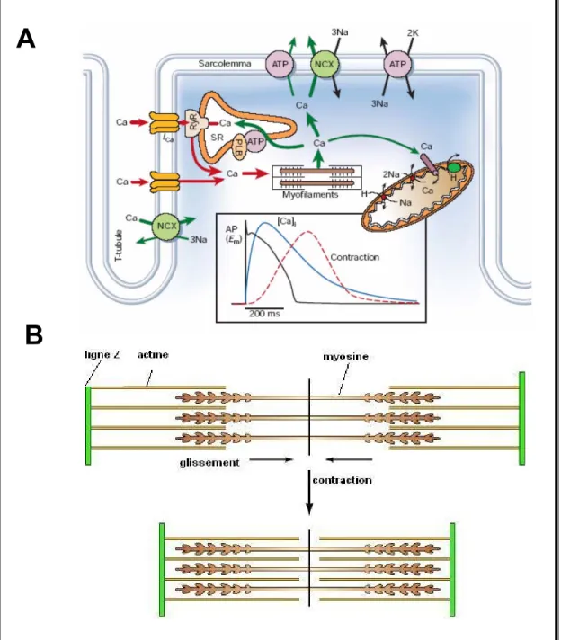 Figure 7. Couplage excitation-contraction 