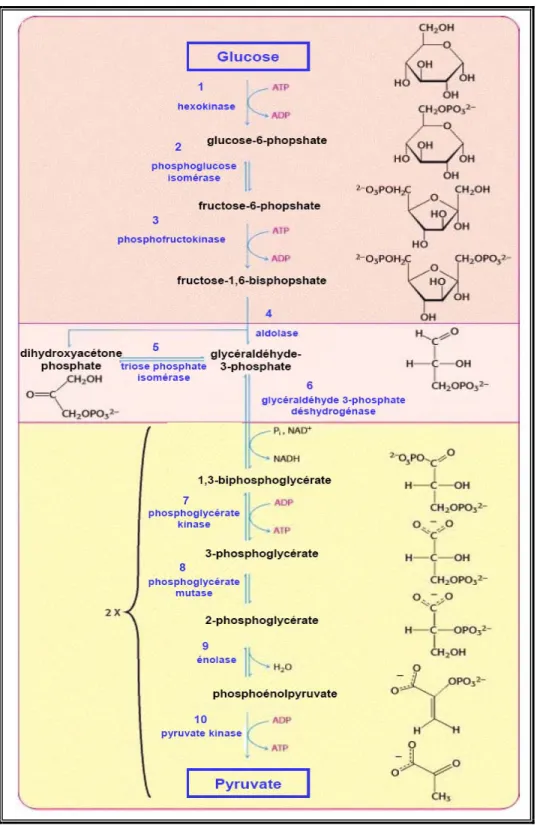 Figure 8.  Réactions chimiques de la glycolyse  