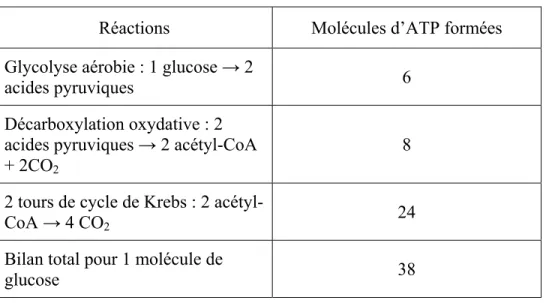 Tableau I. Bilan de la glycolyse  Réactions  Molécules d’ATP formées  Glycolyse aérobie : 1 glucose → 2 