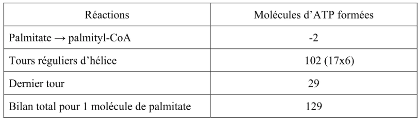 Tableau II. Bilan de la  β-oxydation  du palmitate. 