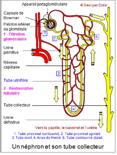 Figure 1-2. Anatomie générale du néphron. [3] 