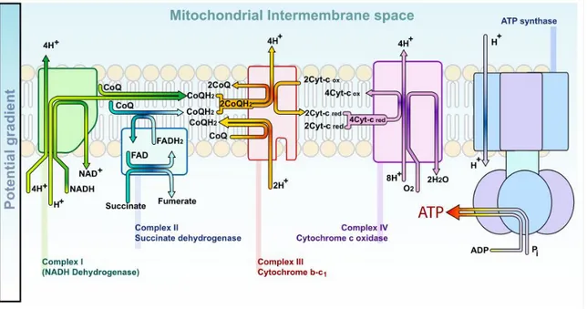 Figure 1-9. Le transport des electrons dans la mitochondrie permettant la synthèse de l’ATP
