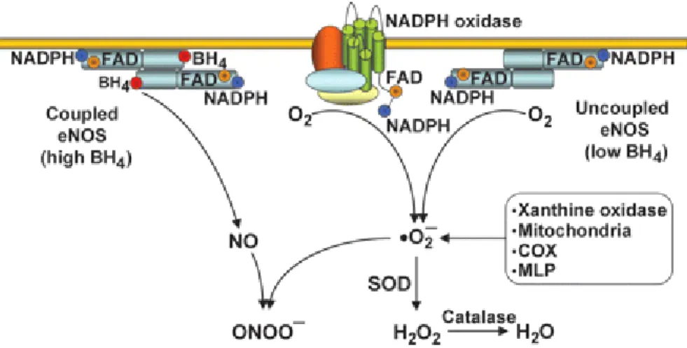 Figure 1-10. Production de ROS et NADPH. [50] Cette figure illustre la relation entre le NO et la formation de ROS à  travers les protéines NADPH oxydase (Nox), qui impliquera la formation de superoxyde qui seront reduit par  différentes enzyme en eau