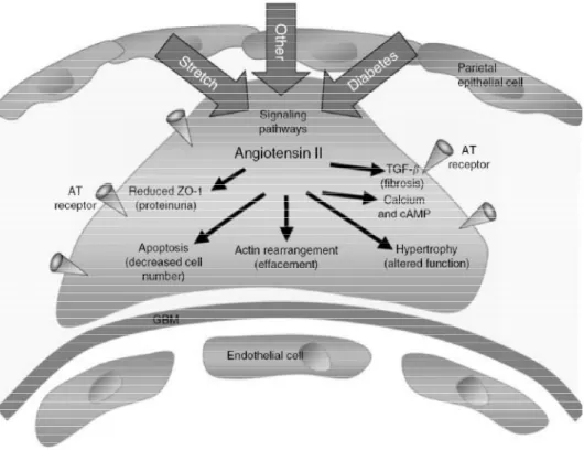 Figure 1-12. L’implication de l’angiotensine II dans le développement des changements des podocytes