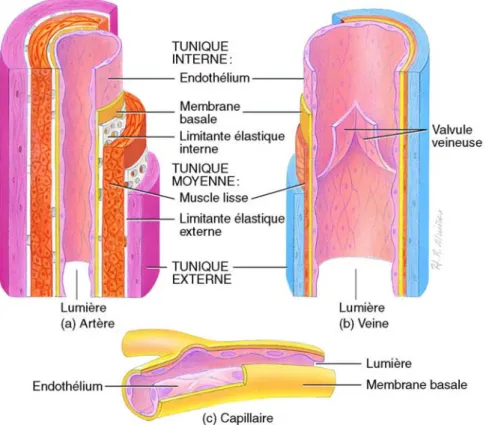 Figure 1 : Structure comparée des vaisseaux sanguins.  (tiré de Tortora)  [276] 