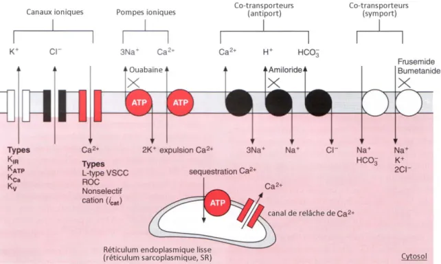 Figure 2 : Canaux ioniques, pompes ioniques et co-transporteurs à la membrane  plasmique d’un myocyte vasculaire