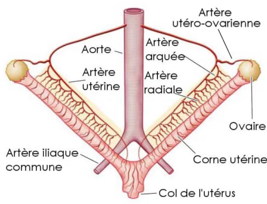 Figure 4 : Anatomie de la circulation utérine chez la rate. (modifiée de Osol et Mandala)  [213]