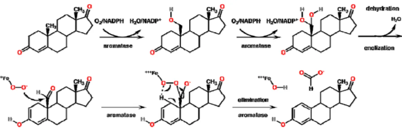 Figure 7 : Mécanismes de la réaction chimique de l’aromatisation de l’androstènedione en  estrone