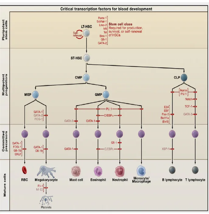 Figure 1: Modèle hiérarchique de l’hématopoïèse et sa régulation par les facteurs  de transcription