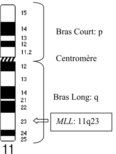 Figure 3: Schématisation du chromosome 11 avec localisation du gène MLL. 