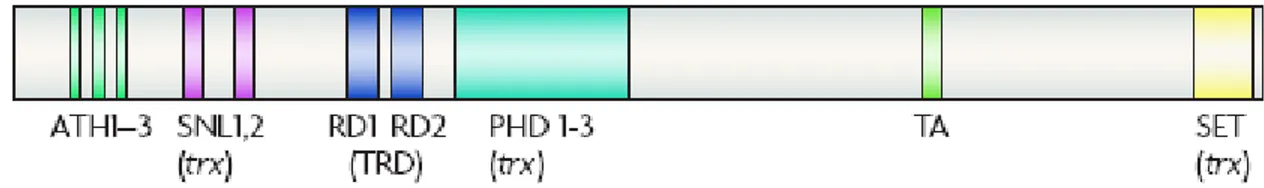 Figure 4: Représentation schématique de la protéine MLL. Adapté de Nat Rev Cancer 2007;  7: 823-833