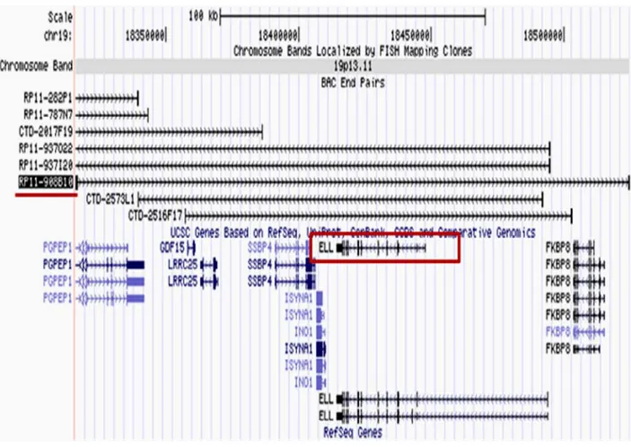 Figure 7: Exemple de la sélection d’un BAC pour étudier un locus ou un gène.       