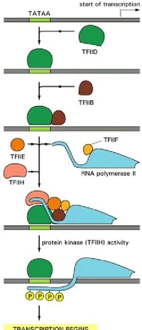 Figure 1 Pre-initiation complex formation at the promoter 