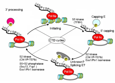 Figure 2 Transcription cycle of RNAPII