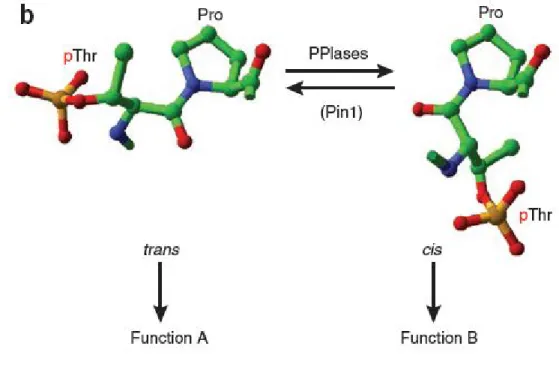 Figure 4 Model of proline cis- trans isomerisation by PPIases [96]