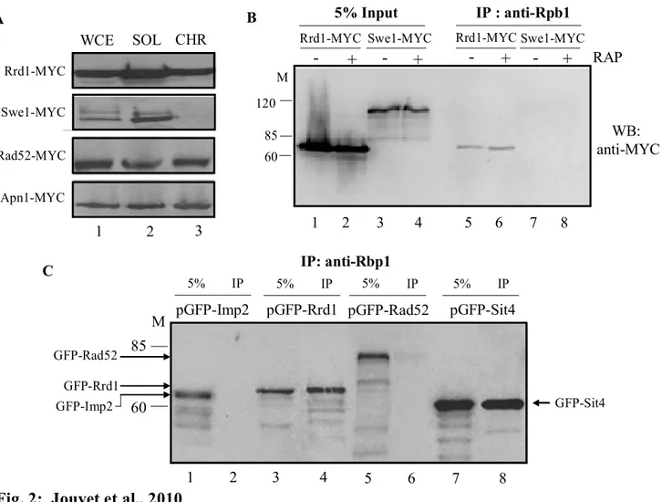 Fig. 2:  Jouvet et al., 2010