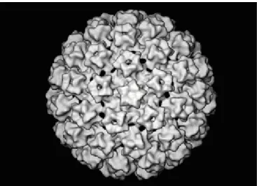 Figure 2. Modélisation de la capside du virus du papillome bovin de type 1.  La capside est formée de 72 pentamères de la protéine structurale majeure L1  en association avec la protéine structurale mineure L2
