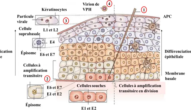 Figure 7. Cycle de réplication du virus du papillome humain et  différenciation cellulaire