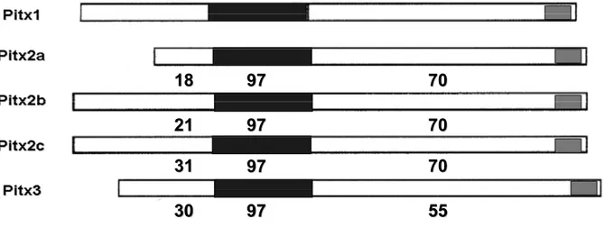 Figure 1.3: Vertebral Pitx1 paralogues. The black region represents the homeodomain, and 