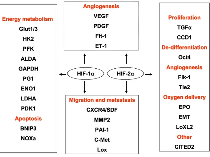 Figure 1.7: A schematic diagram showing the various targets of the hypoxia inducible 
