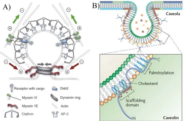 Figure 2: Clathrin (A) and Caveolin (B) mediated vesicles. A) Diagram of the assembly  and abscission of clathrin coated pits taken from Ungewickell &amp; Hinrichsen, 2007[49]