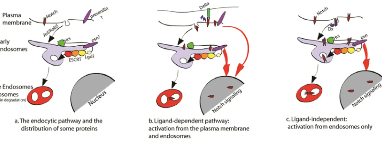 Figure 3:  Models of Notch trafficking and activation in the endocytic pathway. a.  Schematic representation of the main steps of the endocytic pathway