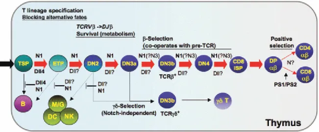Figure 4: Notch signalling in T- and B-cell development. In the thymus, Notch1 (N1) in  thymus-seeding progenitors (TSPs), which are most commonly lymphoid primed  multipotent progenitors (LMPPs),  interacts with Delta-like 4 (Dll4) on thymic epithelium  t