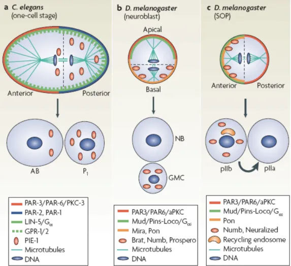 Figure 5: Asymmetric cell division in worms and flies. This figure depicting asymmetric  division in one-cell Caenorhabditis elegans embryos (a), Drosophila melanogaster larval  neuroblasts (b) and D