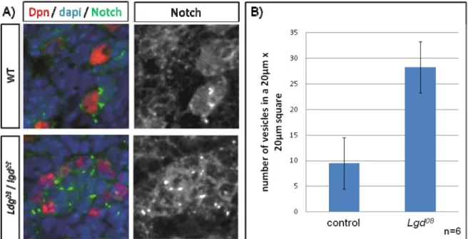 Figure 8: Vesicular accumulation of Notch. Notch localization in control ( A) top panels)  or lgd mutant ( B) bottom panels) third instar larvae brains