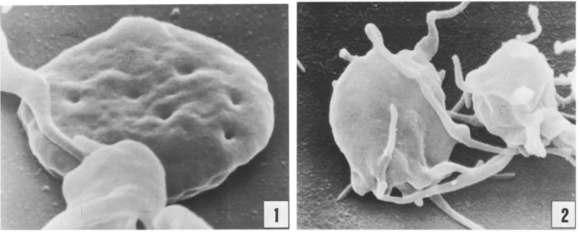 Figure 1 : Images par microscopie électronique à balayage d’une plaquette au repos (1) et  activée (2)