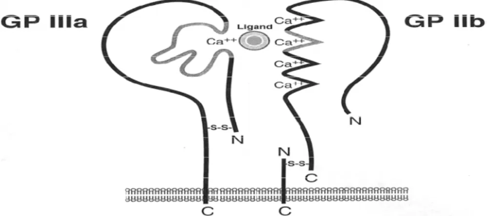 Figure 4 : Structure d’une glycoprotéine plaquettaire GPIIb/IIIa   