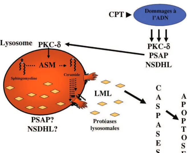 Figure 6 : Représentation schématisée des mécanismes responsables de l’activation de la  voie  lysosomale  de  l’apoptose  dans  les  cellules  U-937