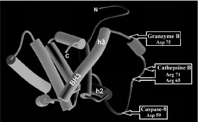 Figure  1 :  Représentation  schématisée  de  la  protéine  Bid.  Les  sites  de  protéolyse  de  la  protéine ainsi que les protéases associées sont désignés