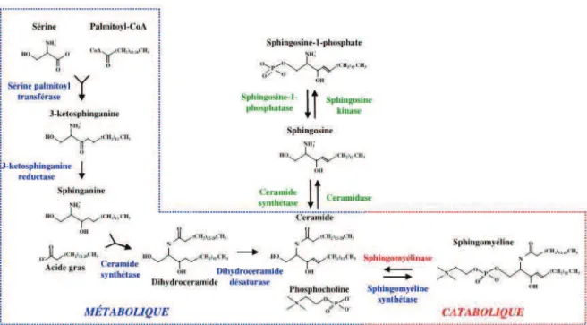 Figure 2 : Voies de biosynthèses des sphingolipides. 