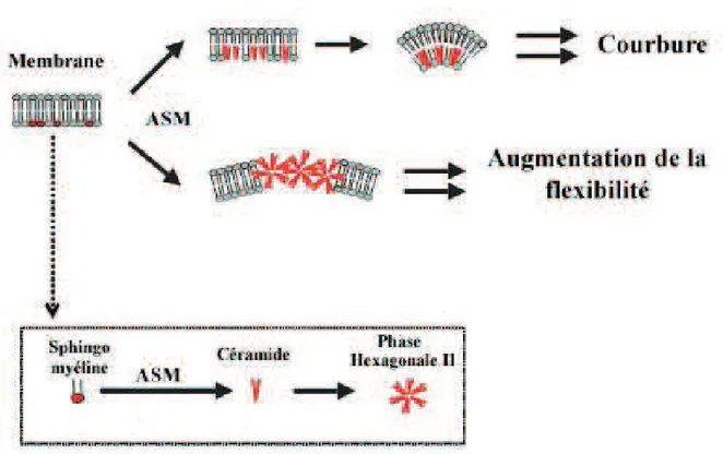 Figure 3 : Modifications membranaires par les sphingolipides. Figure modifiée de [204] 