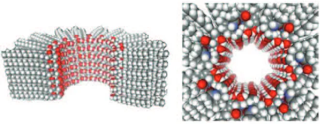 Figure 4 : Modèle structural des canaux-céramides. La vue en coupe tranversale (à gauche)  et la vue de haut (à droite) montre un canal-céramide composé de 12 colonnes de molécules  de céramide