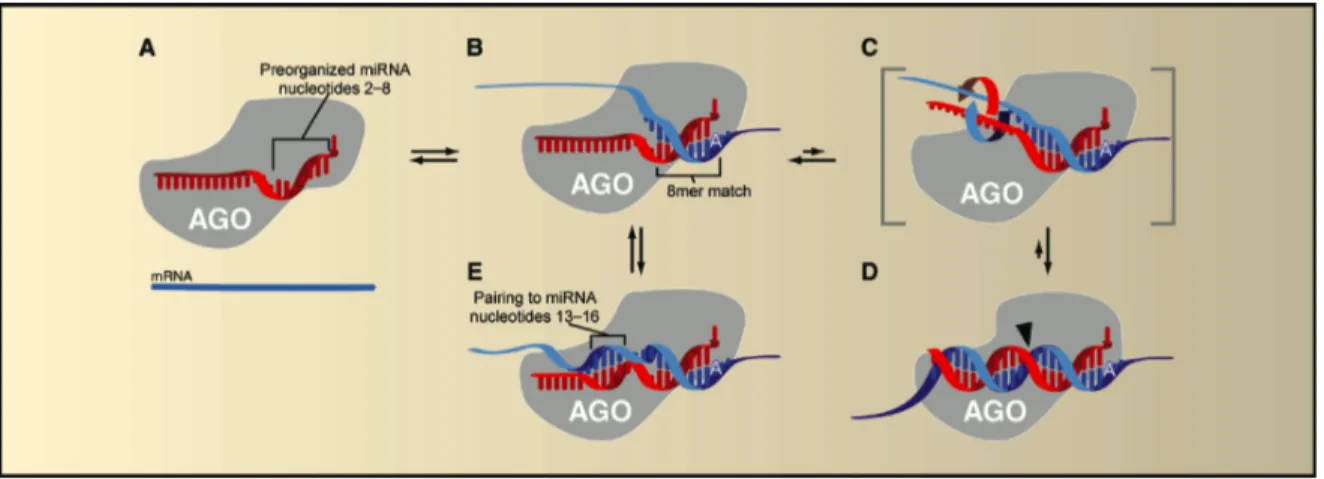 Figure 4. Modèle de nucléation d’un miARN à un ARNm cible. Tirée de (Bartel, 2009) 