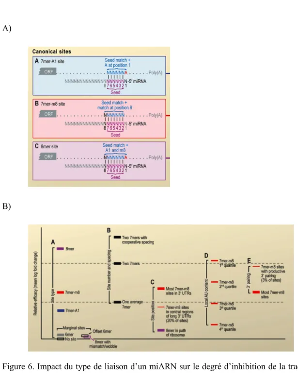 Figure 6. Impact du type de liaison d’un miARN sur le degré d’inhibition de la traduction  d’un  ARNm  A)  Illustration  des  différents  types  de  noyau