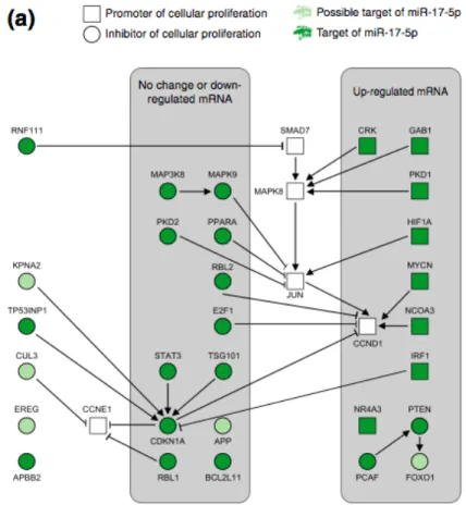 Figure 10. Résumé des résultats de  Cloonan et al. sur la régulation de la prolifération de  miR-17 dans les cellules HEK293T