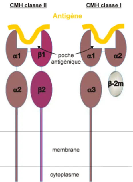 Figure 1: Schématisation des molécules du CMH. 