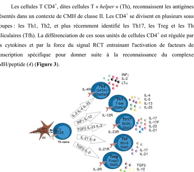 Figure 3: Différenciation et migration des LT CD4 + : 