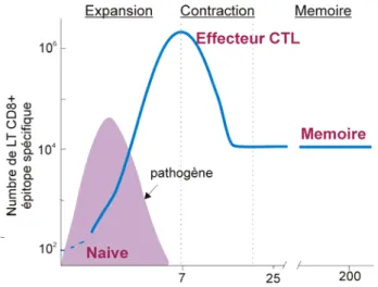 Figure 4: La réponse des LT CD8 +