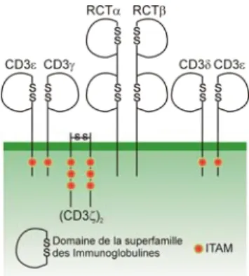 Figure 5: Structure du complexe RCT/CD3. 