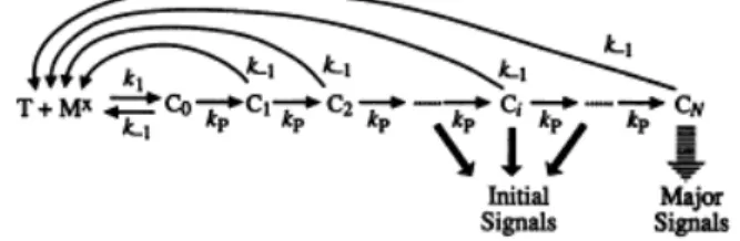 Figure 6: Schématisation du modèle de la « kinetic proofreading »:  