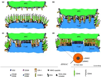 Figure 9: Distribution des protéines membranaires dans la synapse immunologique en fonction  du temps :  