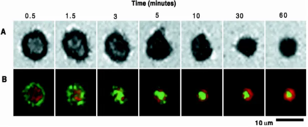 Figure 10: Formation de la synapse immunologique au cours du temps: 