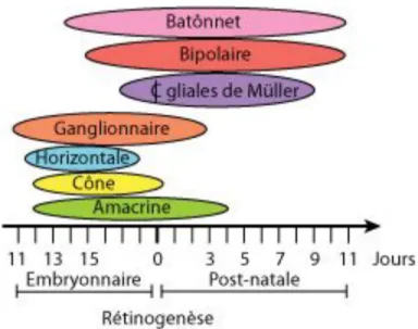 Figure 2  Représentation schématique illustrant l’apparition des différents types cellulaires 