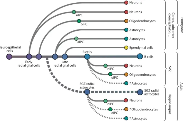 Figure 5  Représentation schématique illustrant la formation des différents types cellulaires 